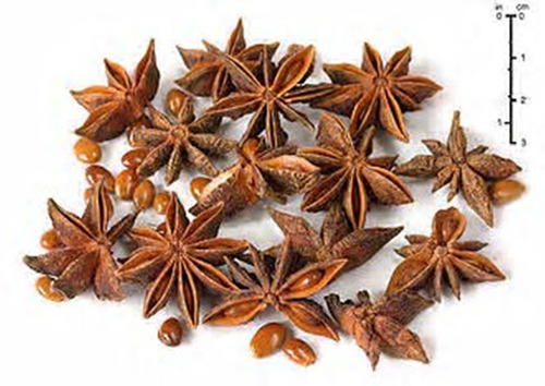 Star Flower